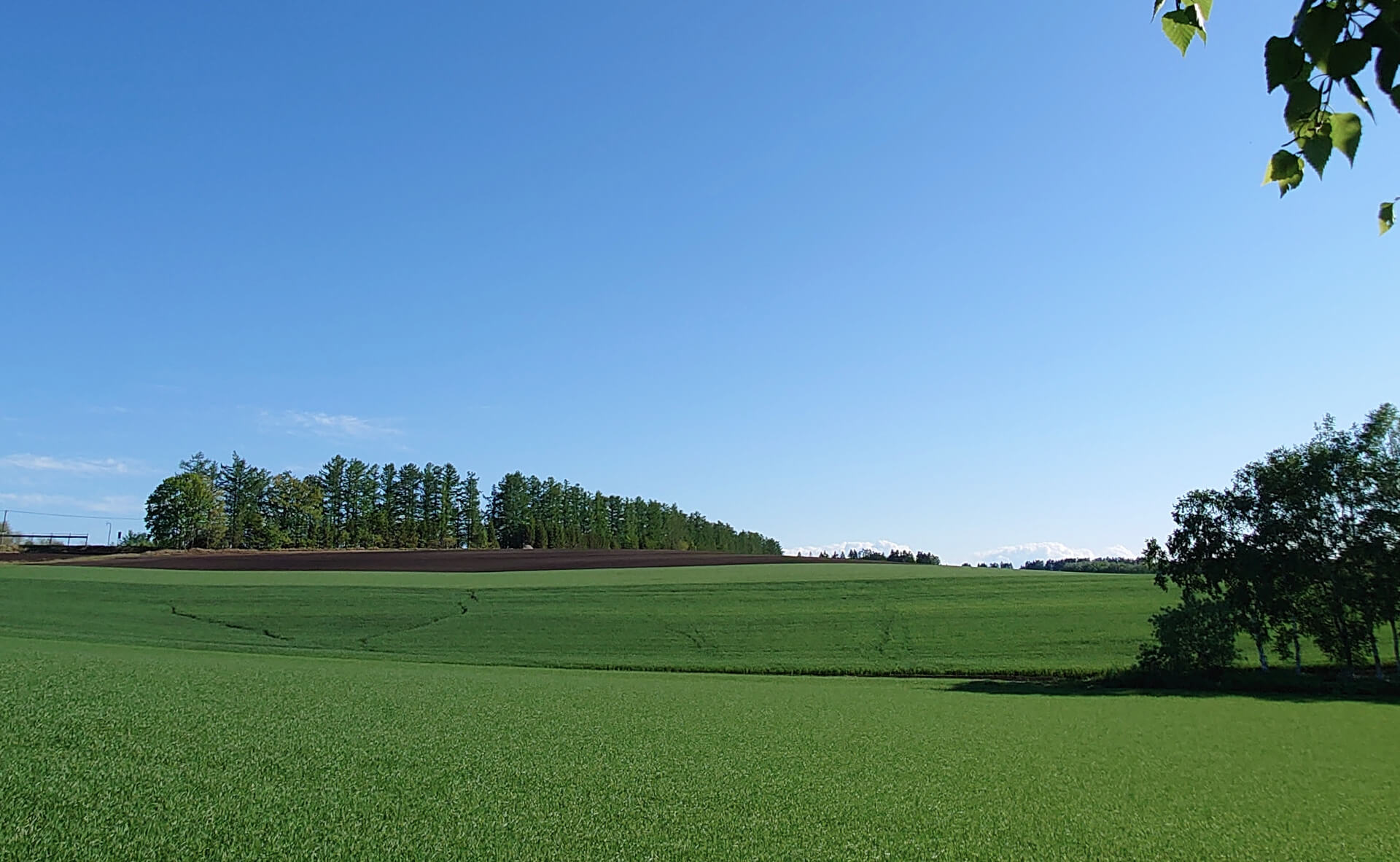 青い空と地平線まで広がる緑の草原