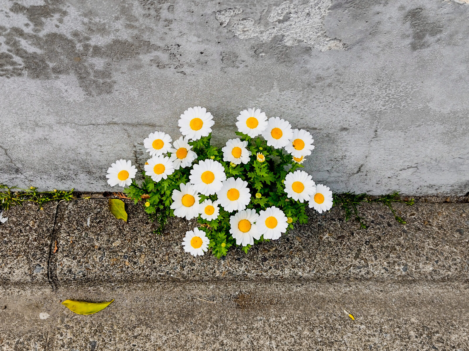 アスファルトに咲くキク科の花。