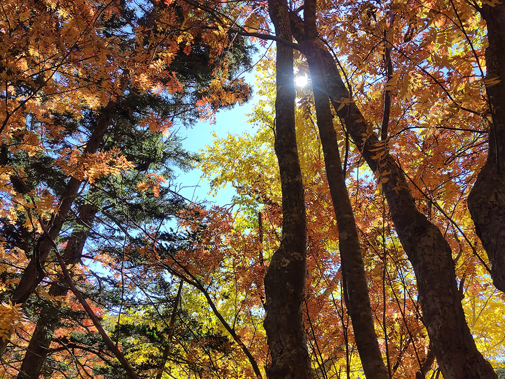 紅葉する木々を見上げる。