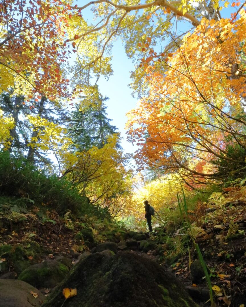 紅葉する山を背景に