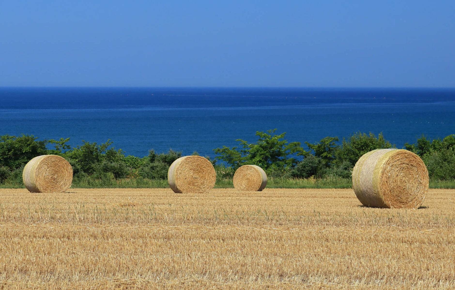 Wheat Autumn